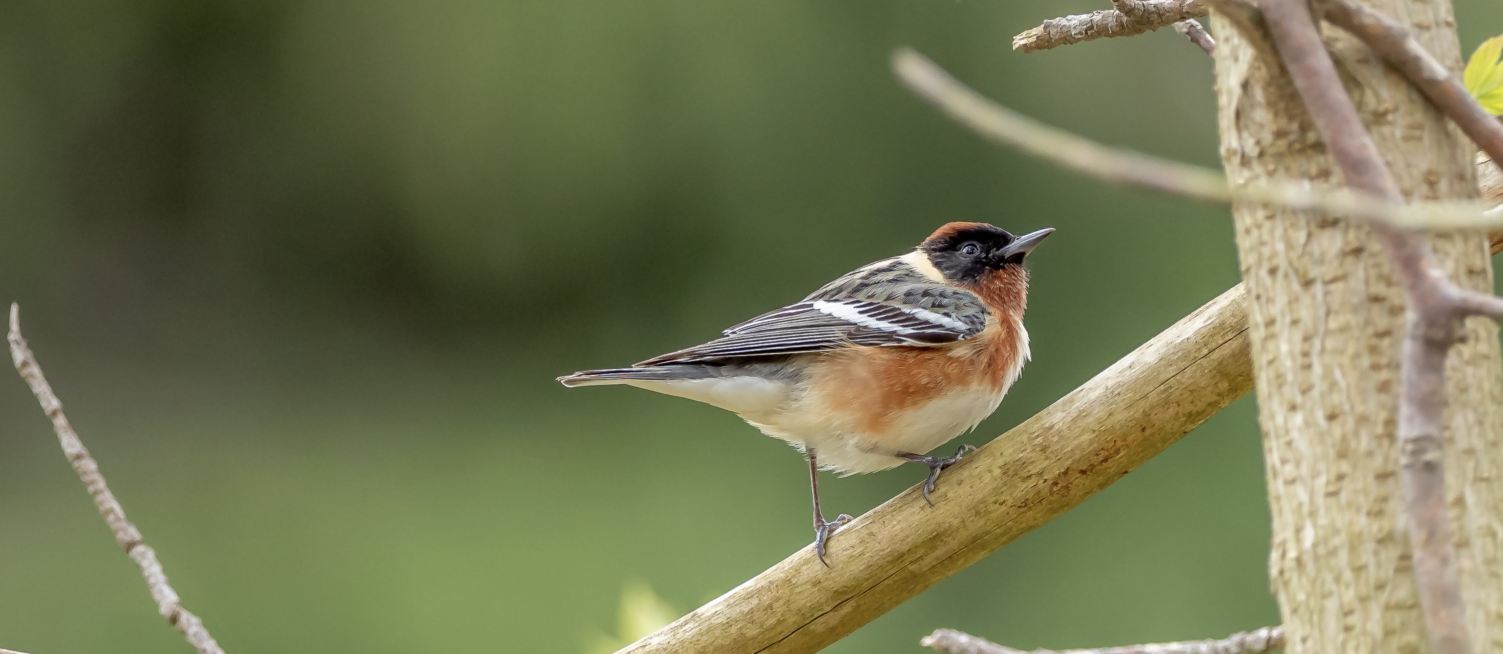 warbler on a branch